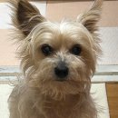 저단10 | 강아지신장화식 고민하다가 선택한 도거박스 저단저지 급여후기