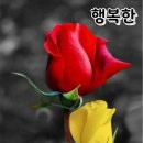 수요일 Daum카페