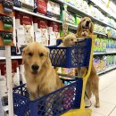 장보러마트 이미지