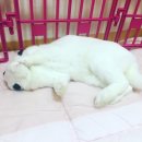 올펫 동물병원 | [공지] 동물용품 제품 후기/ 토끼 용품 후기/토끼 방 꾸미기/토끼 건초/토끼 병원 후기 링크입니다.