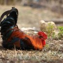 화도농장 이미지