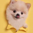 셀바디 이미지