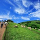 대관령 사파리 목장 이미지