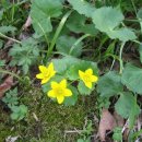 동의나물 (동이나물, 마제엽(초), Caltha palustris, 立金花) 이미지