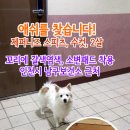 제퍼니즈