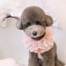 패밀리앤퍼피 이미지