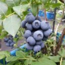 몽실농장 이미지