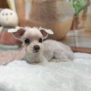 호이펫샵 이미지