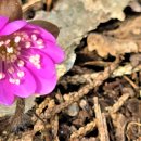 화신식물원 이미지