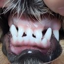 동물병원닥터스 이미지