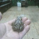 두꺼비목장 이미지