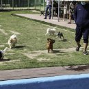 애견운동공원 이미지