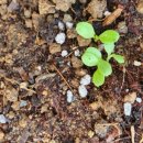 솔마1로 이미지