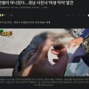 인형이 아니었다…경남 사천서 '야생 악어' 발견 이미지