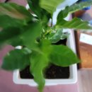 예쁜커피나무 이미지