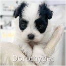 도로시캐터리 | 충주 말티푸 분양 도로시펫을 선택하길 정말 잘했다는 생각