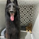 안녕 똑독아 이미지