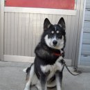 예쁜멍멍이 이미지