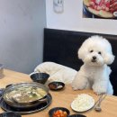 능이버섯닭한마리칼국수전문점 | 서울 강서구 마곡 애견동반 식당 추천 서울식물원 근처 공릉동닭한마리 마곡나루점 후기