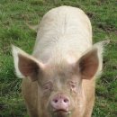 토종돼지농장 이미지