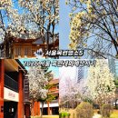 사임당로20길 48-14 (1) | 서울 목련 개화시기 놓치면 아쉬운 목련명소 BEST5