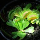 비너스타 이미지