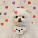 강아지왈츠 | [추천] 강아지왈츠 애견유치원/호텔_ 대전 강아지 유치원,강아지 호텔 추천(셀프후기.. ♥)