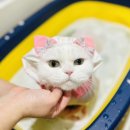 고양이샵 | 대구 고양이 미용샵 밀꼬냥 방문기, 뚜뚜 미용&amp;목욕 후기 완전 감동!🤍