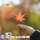 대웅목장 | 고창 선운사 단풍 구경 등산 가을여행 나들이