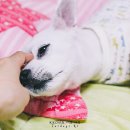 꽁이몰 네이버블로그