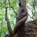 구룡계곡 순환코스 이미지