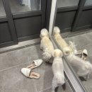 삼목천연비누샵 | [아지솝] 천연재료로만 만든 수제 강아지비누, 산책 후부터 목욕까지 안심!