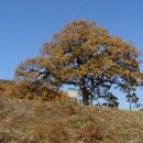 영풍 병산리 갈참나무 이미지