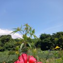 부용
