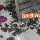 멍멍이랑 사랑하기 이미지