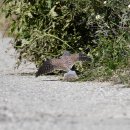 곡릉천의 황조롱이(Common kestrel) 이미지