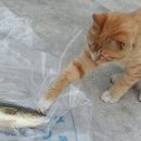 골목경양식 이미지