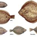철따라 횟집 이미지