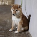 마메르시 이미지