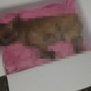 문둔길 네이버블로그