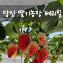 중하농장 | 당진 딸기농장 베리힐에서 만난 달콤한 생딸기