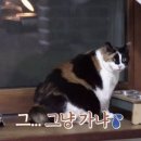 뚱냥이네 이미지