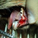 중동우리아이동물병원 이미지