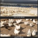더존실키팜