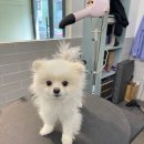 봉이네 애견미용 이미지