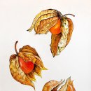 보타니컬아트 (중급) 이미지