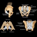 천장관절 인대 (Sacroiliac Ligaments) 이미지