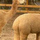 센트럴 곤충생태농장 이미지