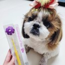 컨트리애견의집 이미지