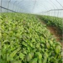 유나네 자연숲 농장 이미지